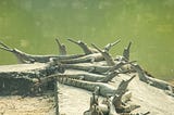 Wildlife Magic: Nepal’s Living Treasures