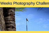 An edited image of a bird against a blue sky. The in-photo caption reads 52 weeks photography challenge