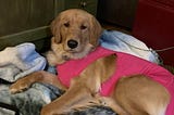Female golden retriever resting on a dog bed wearing a pink surgical suit.
