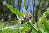 A scrap of Comfrey