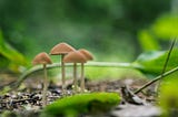 How to Grow Magic Mushrooms