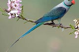 On Birds