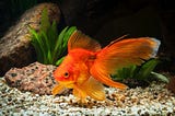 Comprehensive Feeding Guidelines for Goldfish: Ensuring Health and Longevity