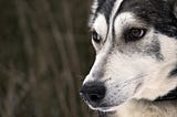 Beautiful Wolf-Like Dog Breeds — That Won’t Destroy Your Home