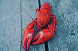 What Does a Lobster Shell Have to Teach Us? The Delicate Art of Growing Bigger