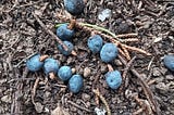 Cedar Berries: A flavorful and little known spice!