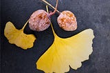 Ginkgo Nuts — A Funky Fall Forage Experience