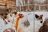 Bird Flu Could be the Next Pandemic