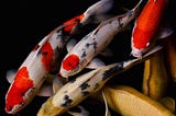 Facts And Details About Koi Fish