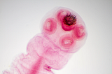 Five Parasites That Quietly Shaped Human History