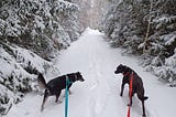Why Smart Dog Owners Let Their Dog Choose the Walking Route