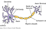 Neuroanatomy I: Basics of Cellular Anatomy