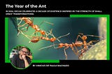 The Year of the Ant