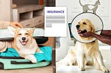 Understanding Pet Travel Insurance vs. Pet Health Insurance