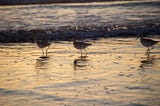 Sandpipers