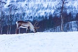 Life Lessons from a Reindeer Herder in the Arctic Circle