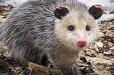 Watching Opossum
