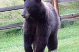 Montana Vacation: The Bear in the House