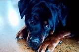 A photo of a Rottweiler dog resting his head on his paws