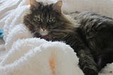 Hermione Granger is a Maine coon mix cat. She loves to lounge on the bed. She is tan, brown and black and has illuminating green eyes that sparkle when the light hits them.