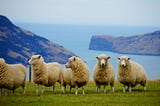 People are Fleeing New Zealand