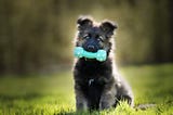 Help! My Puppy is Teething: A Guide to Soothing Their Chompers and Nurturing Training