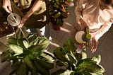 Top 10 Indoor Winter Plant Care Mistakes To Avoid