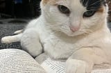 What Do I Do in a Reading Slump?