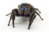 How to Care for a Johnson’s Jumping Spider (Phidippus johnsoni)