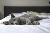 A gray cat, resting lazily on a white bedspread.