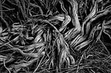 Abandoned Roots (Forgotten Beginnings)