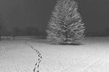 A pine tree in a field of snow and a trail of footsteps in the snow.