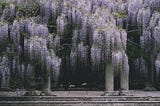 Withering Wisteria