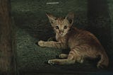 A Kitten Is Not a Toy. A Kitten Is Not a Breed. A Kitten Is a Soul.