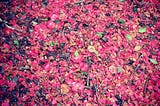 A scattering of pink petals along a walking path