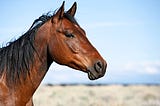 What Do Horses Have to Do With Digital Neuro-Decision-Making?