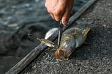 Spinnerbaits for Smallmouth Bass Ultimate Guide 2024