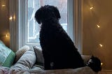 A black dog looking outside a window at the sun outside.