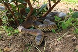 Lowland Copperhead Snake (Austrelaps Superbus) — Australian Copperhead Snake