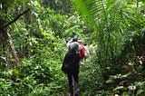 The (User) Experience of a Forest: Mental Models from Nature Immersion to Digital Immersion