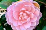 Pink Camellia, photo by writer