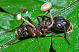 Zombie Ants: The Mind-Control Fungus That Astonished Science