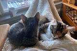 Two cats snuggling (tabby left, calico right) on a blanket in someone’s lap.