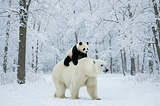 Snowy forest In Friesland with a Panda Bear & a Polar Bear