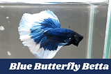 Butterfly Betta: Whats it all about?