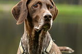 brown dog — a German shorthair