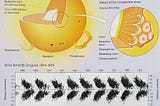 The Sun: Structure, Composition, and Its Vital Role in the Solar System