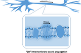 Sound waves in lipid films can annihilate each other upon collision, just like action potentials in…