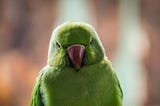 Angry looking parrot staring at camera