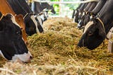 How do we create a balanced diet for cows?